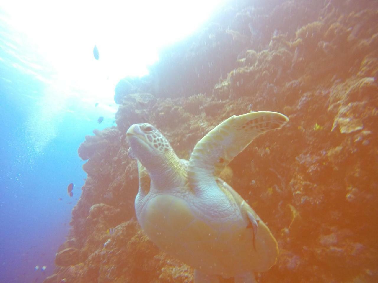 Blue Shark Divers Bunaken Exterior foto